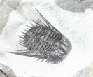 Spiny Leonaspis Trilobite - Morocco #57670-4